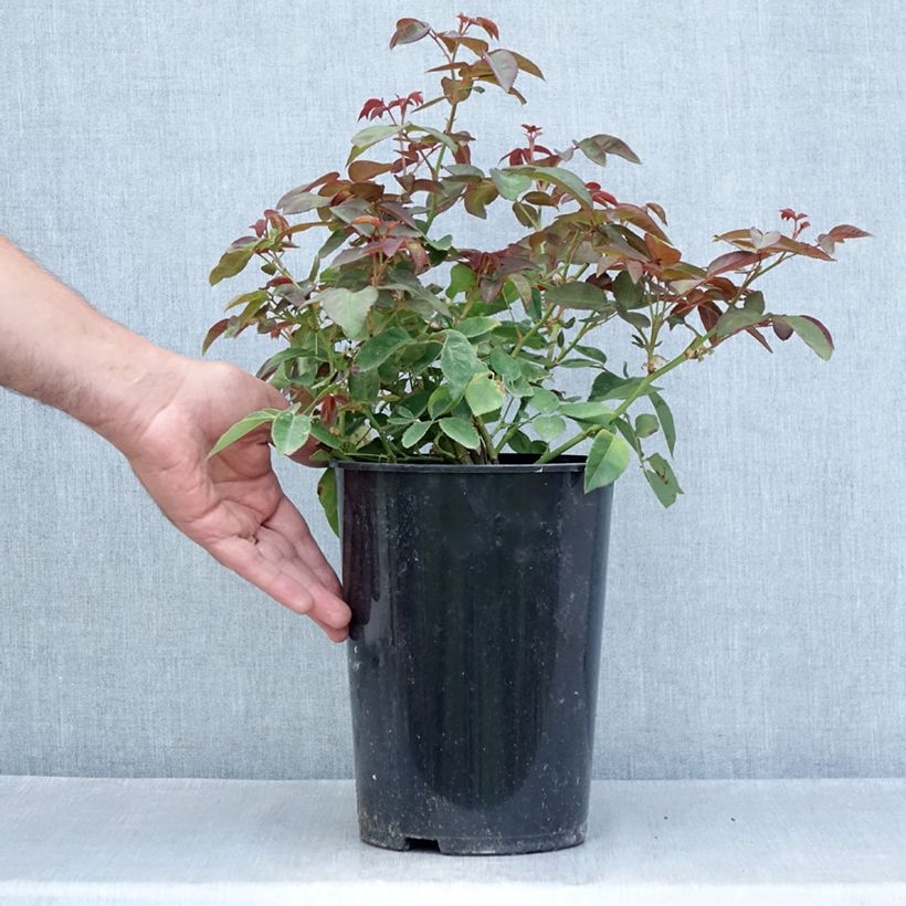 Exemplar von Rosa Zéphirine Drouhin - Kletterrose Topf mit 4L/5L wie im Sommer geliefert