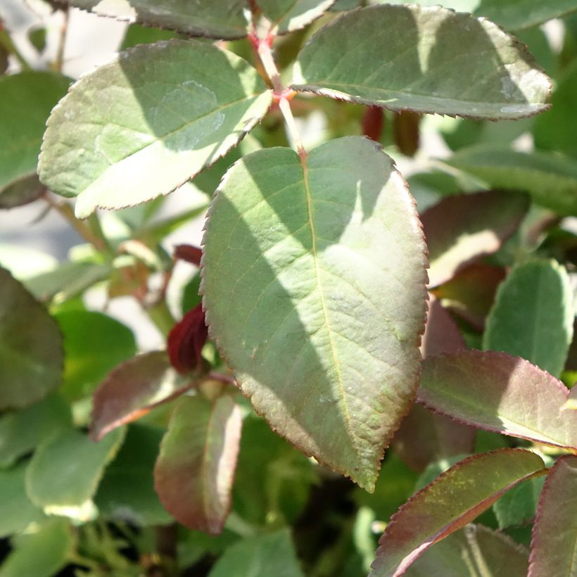 Rosa Zéphirine Drouhin - Kletterrose (Laub)