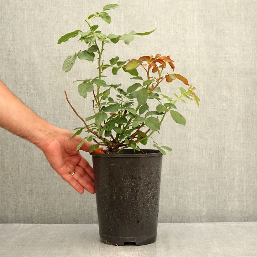 Exemplar von Rosa Jubilé du Prince de Monaco - Kletterrose Topf mit 4L/5L wie im Sommer geliefert