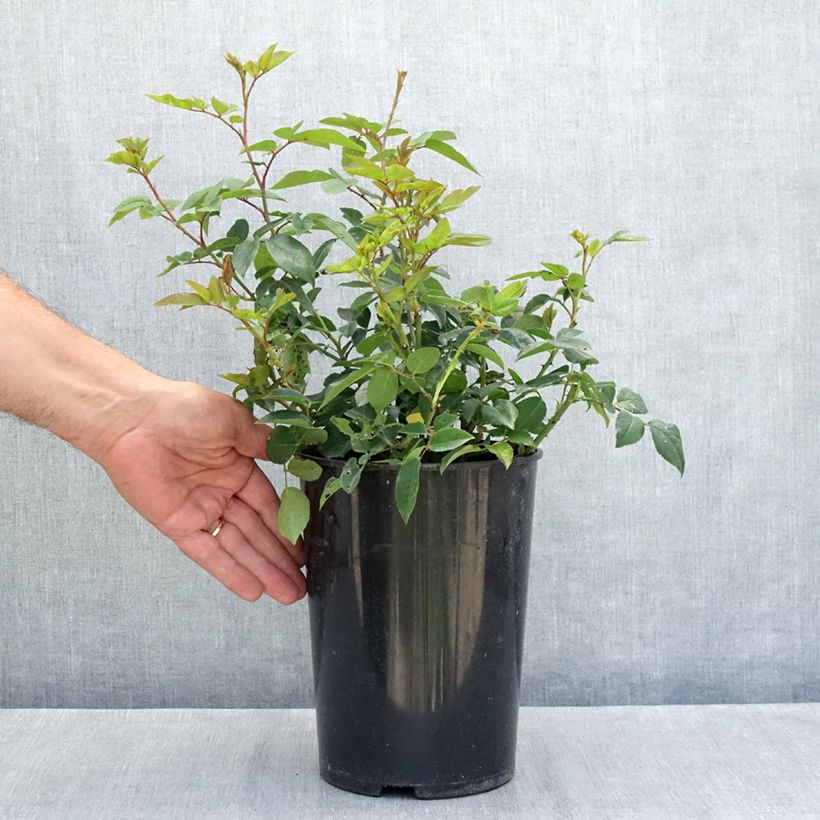 Exemplar von Rosa Felicité et Perpétue - Rambler-Rose Topf mit 4L/5L wie im Sommer geliefert