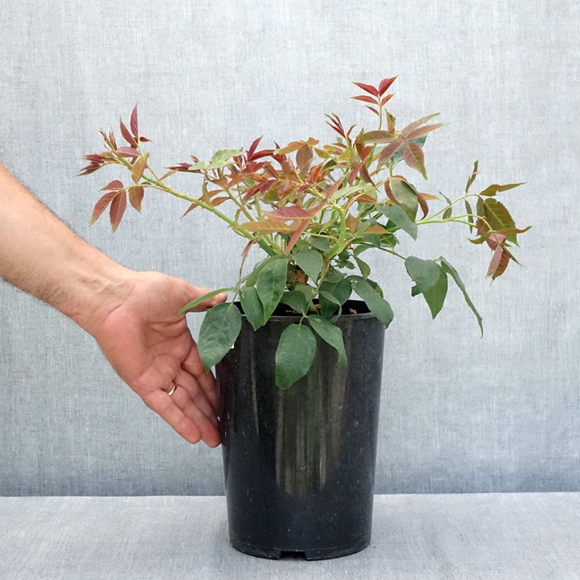 Exemplar von Rosa filipes Kiftsgate - Rambler-Rose Topf mit 4L/5L wie im Sommer geliefert
