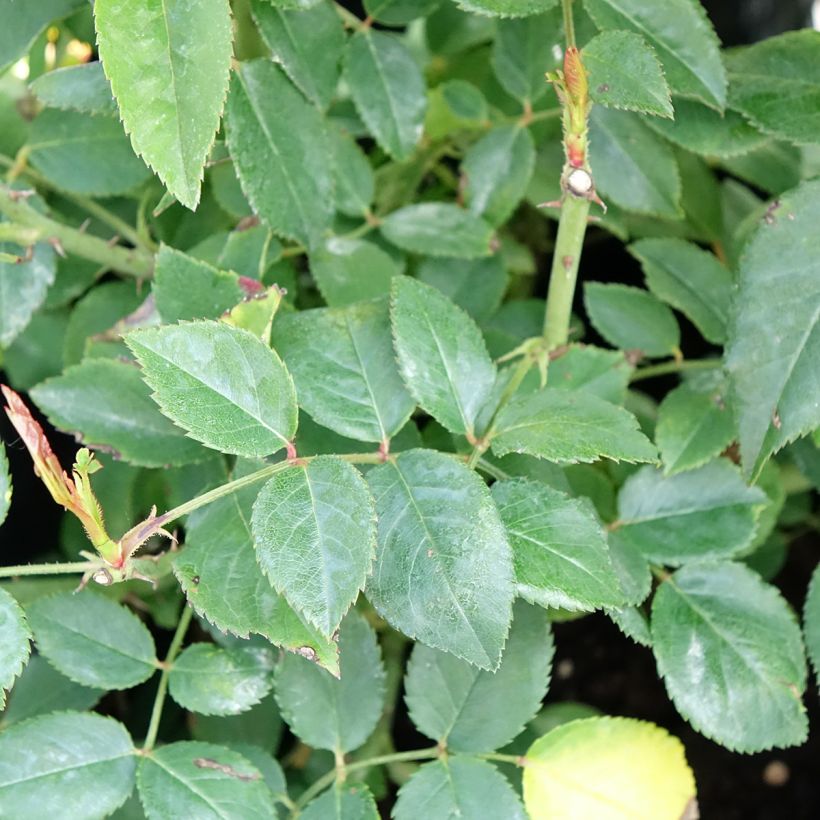 Rosa wichuraiana François Juranville - Rambler-Rose (Laub)