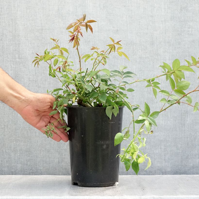 Exemplar von Rosa moschata Paul's Himalayan Musk - Moschus Rambler-Rose Topf mit 4L/5L wie im Sommer geliefert