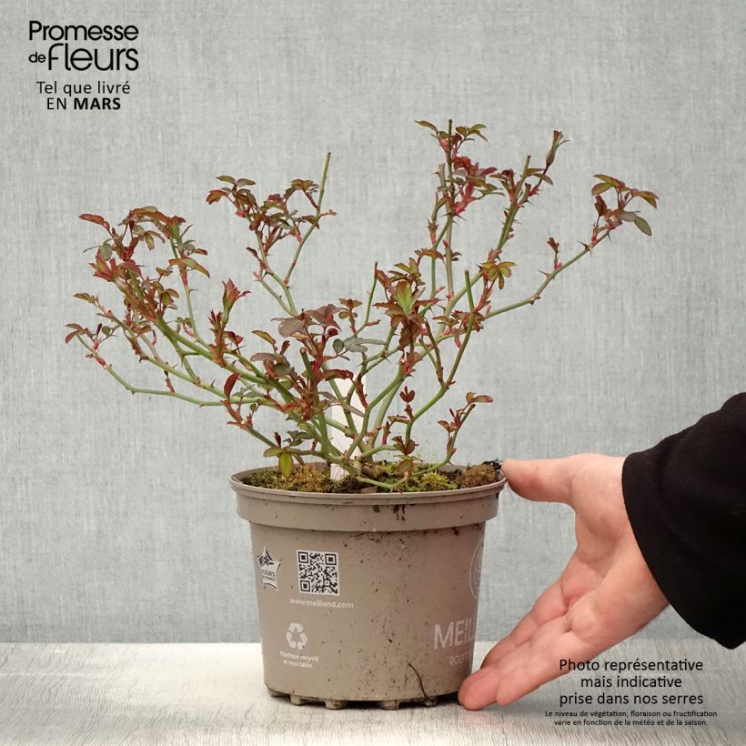 Exemplar von Rosa Meillandecor Pink Chantilly Meilevire - Zwerg-Parkrose Topf mit 4L/5L wie im Frühjahr geliefert