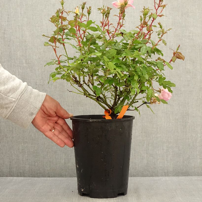 Exemplar von Rosa Meillandecor Pink Chantilly Meilevire - Zwerg-Parkrose Topf mit 4L/5L wie im Sommer geliefert