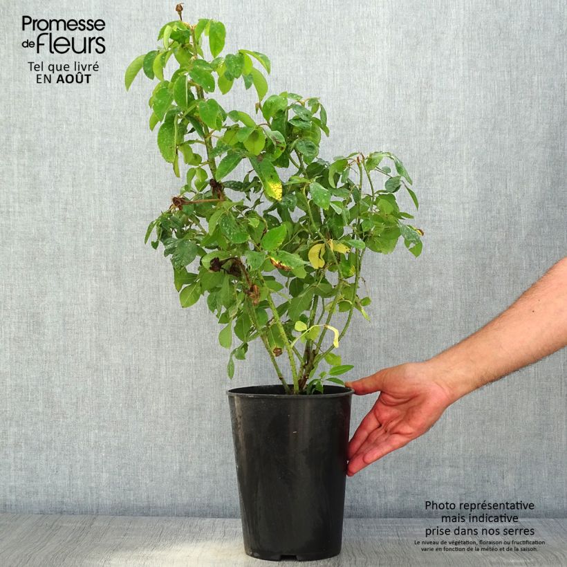Exemplar von Rosa Portland Mme Boll - Historische Rose Topf mit 4L/5L wie im Sommer geliefert