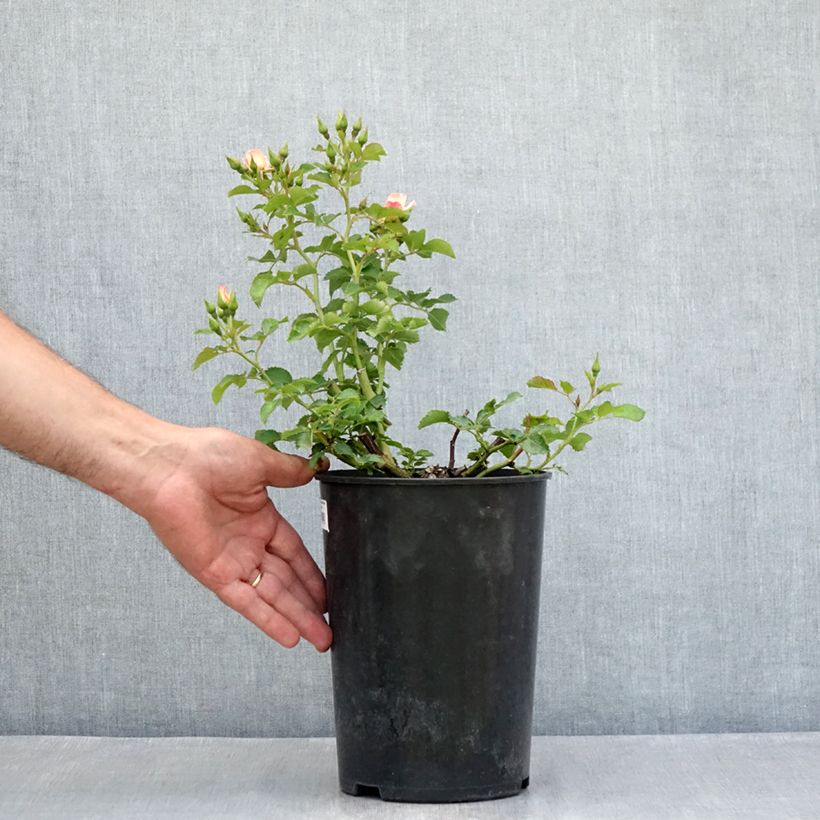 Exemplar von Zwerg-Rose Aria Babylon Eyes Topf mit 4L/5L wie im Sommer geliefert