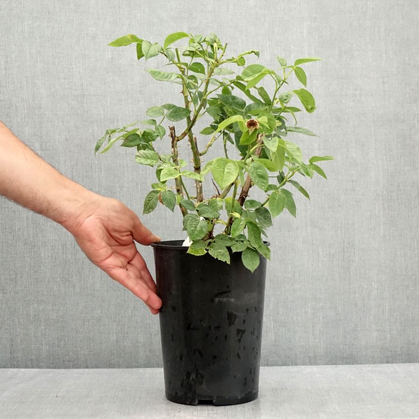 Exemplar von Rosa polyantha Bordure d'Or 'Delbojaun' - Zwerg-Parkrose Topf mit 2L/3L wie im Sommer geliefert