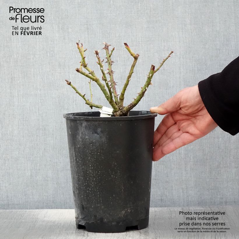 Exemplar von Rosa polyantha Bordure Vive 'Delboviv' - Zwerg-Parkrose Topf mit 4L/5L wie im Winter geliefert