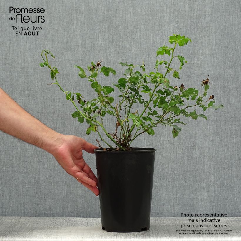 Exemplar von Rosa persica Cream Babylon Eyes - Zwerg-Parkrose Topf mit 4L/5L wie im Sommer geliefert