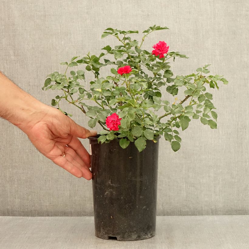 Exemplar von Rosa polyantha Rood Moorsdag - Zwerg-Parkrose Topf mit 3L/4L wie im Sommer geliefert