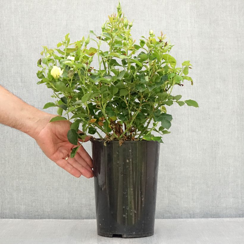 Exemplar von Rosa persica Glorious Babylon Eyes - Zwerg-Parkrose Topf mit 4L/5L wie im Sommer geliefert