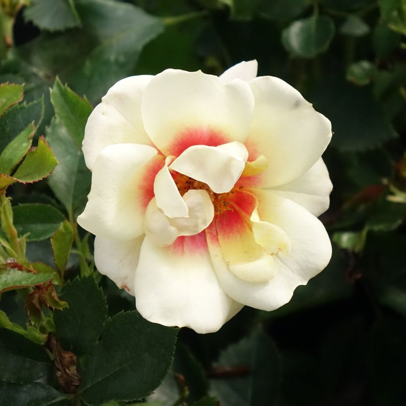 Rosa persica Glorious Babylon Eyes - Zwerg-Parkrose (Blüte)
