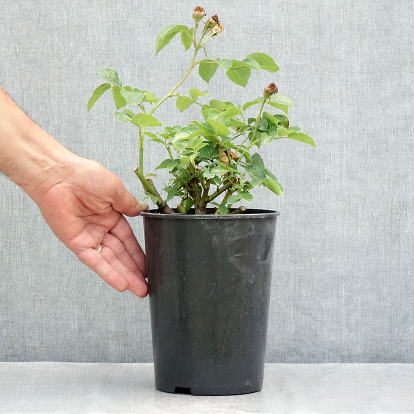 Exemplar von Rosa polyantha Lemon Fizz Kolorscape - Zwerg-Parkrose Topf mit 3L/4L wie im Sommer geliefert