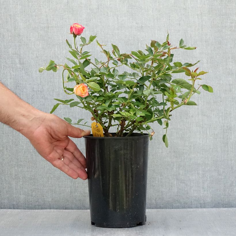 Exemplar von Rosa polyantha Lilliputs Little Sunset - Zwerg-Parkrose Topf mit 1,5L/2L wie im Sommer geliefert