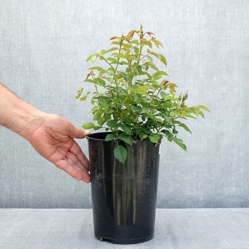 Exemplar von Rosa persica Maestro Babylon Eyes - Zwerg-Parkrose Topf mit 4L/5L wie im Sommer geliefert