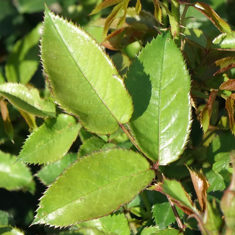 Rosa persica Maestro Babylon Eyes - Zwerg-Parkrose (Laub)