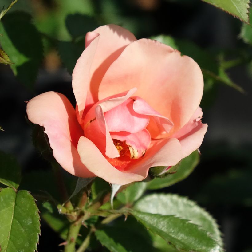 Rosa persica Maestro Babylon Eyes - Zwerg-Parkrose (Blüte)