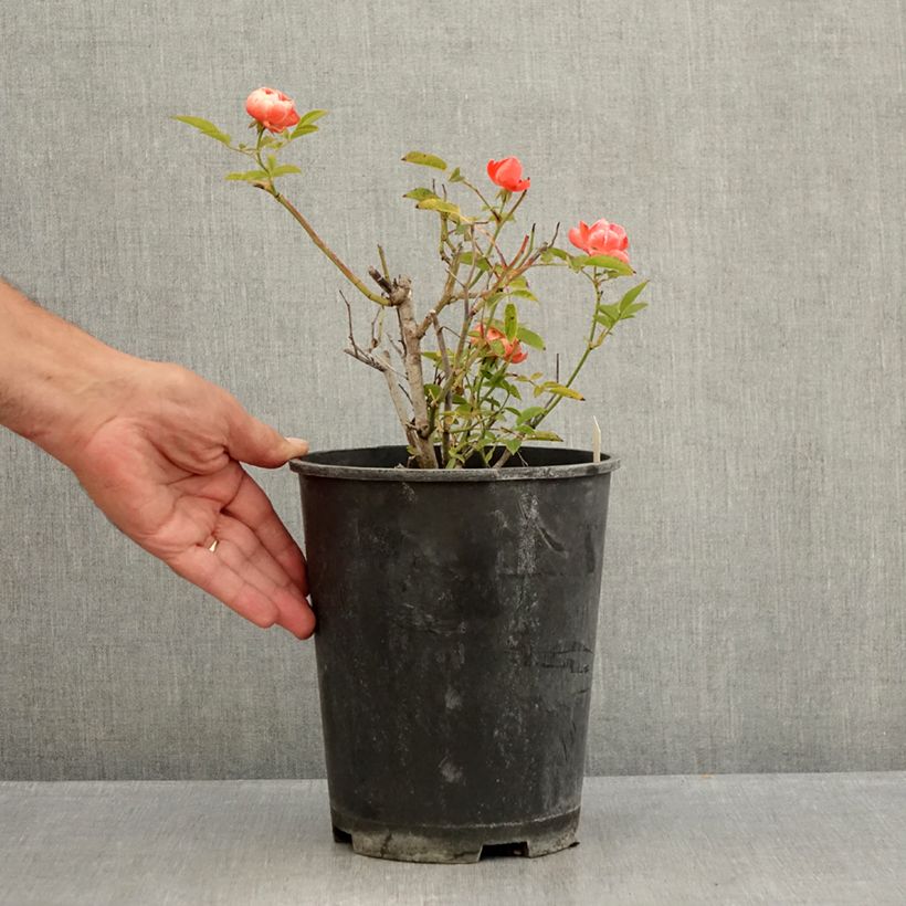 Exemplar von Rosa polyantha Koster Orange - Zwerg-Parkrose Topf mit 3L/4L wie im Sommer geliefert
