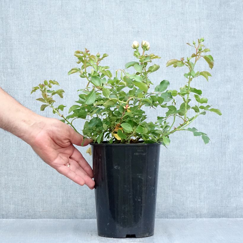 Exemplar von Rosa polyantha Schneeküsschen - Zwerg-Parkrose Topf mit 2L/3L wie im Sommer geliefert