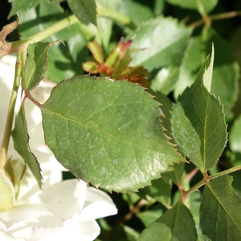 Rosa polyantha Schneeküsschen - Zwerg-Parkrose (Laub)