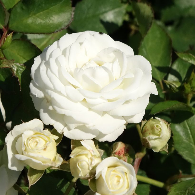 Rosa polyantha Schneeküsschen - Zwerg-Parkrose (Blüte)