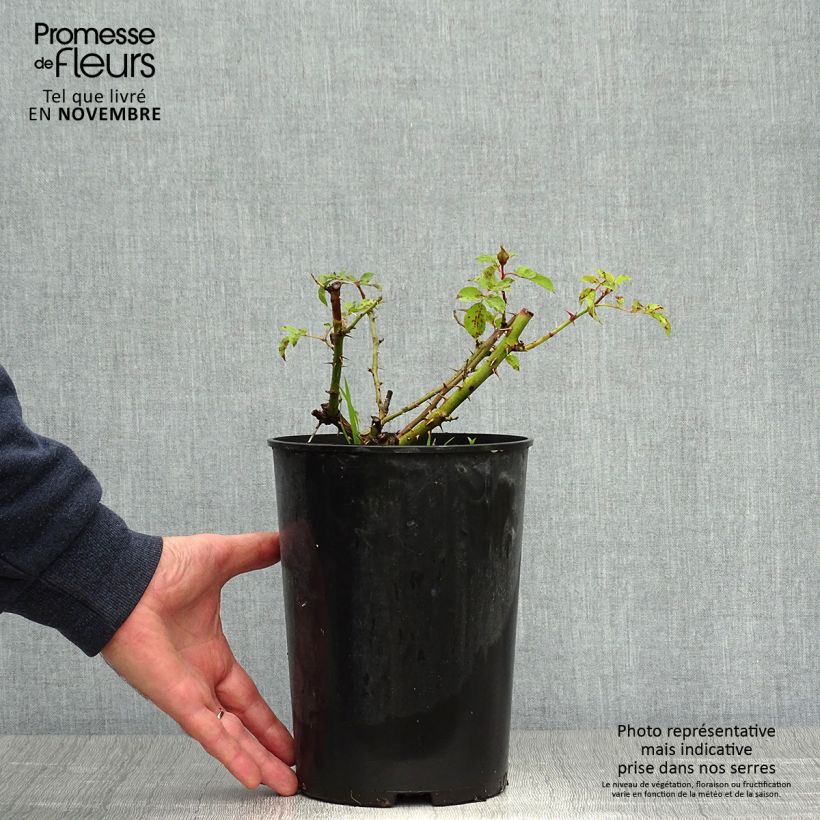 Exemplar von Rosa persica Sunshine Babylon Eyes - Zwerg-Parkrose Topf mit 4L/5L wie im Herbst geliefert