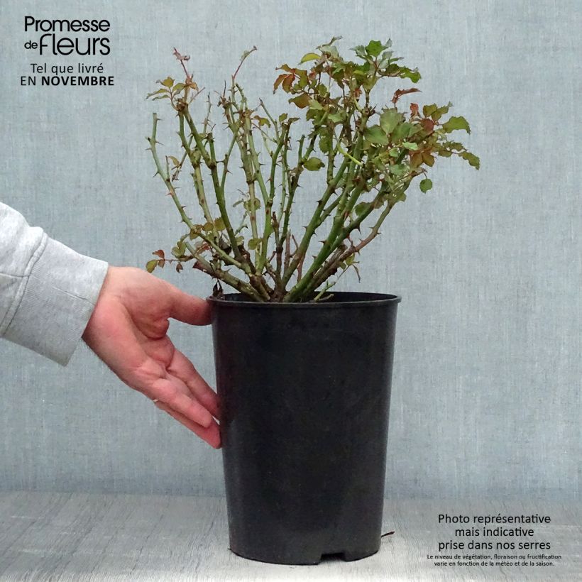 Exemplar von Rosa persica Sweet Babylon Eyes - Zwerg-Parkrose Topf mit 4L/5L wie im Herbst geliefert