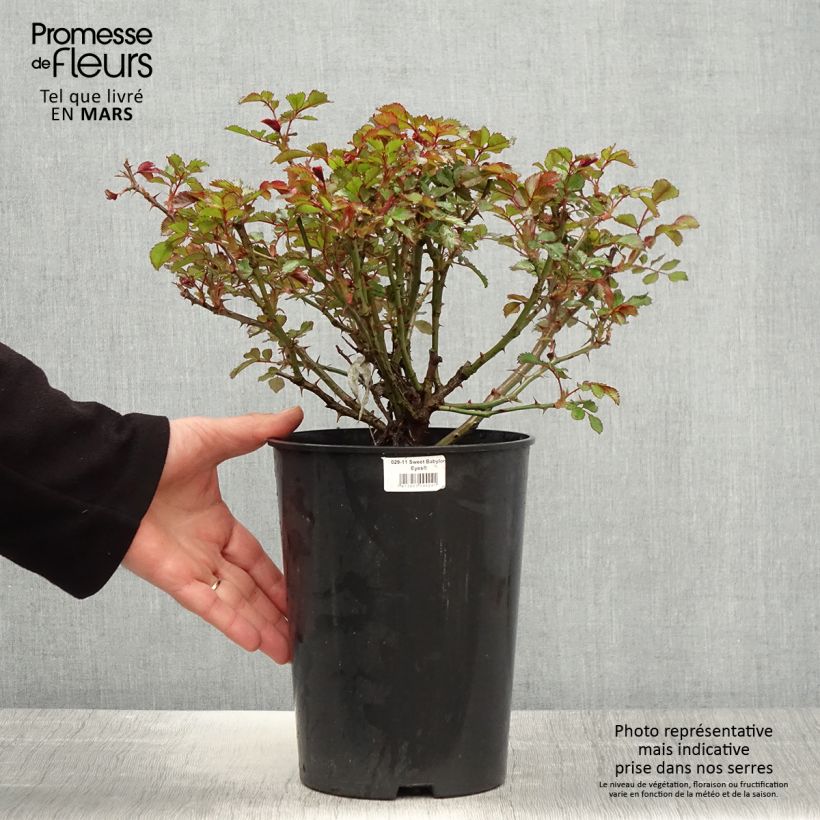 Exemplar von Rosa persica Sweet Babylon Eyes - Zwerg-Parkrose Topf mit 4L/5L wie im Frühjahr geliefert