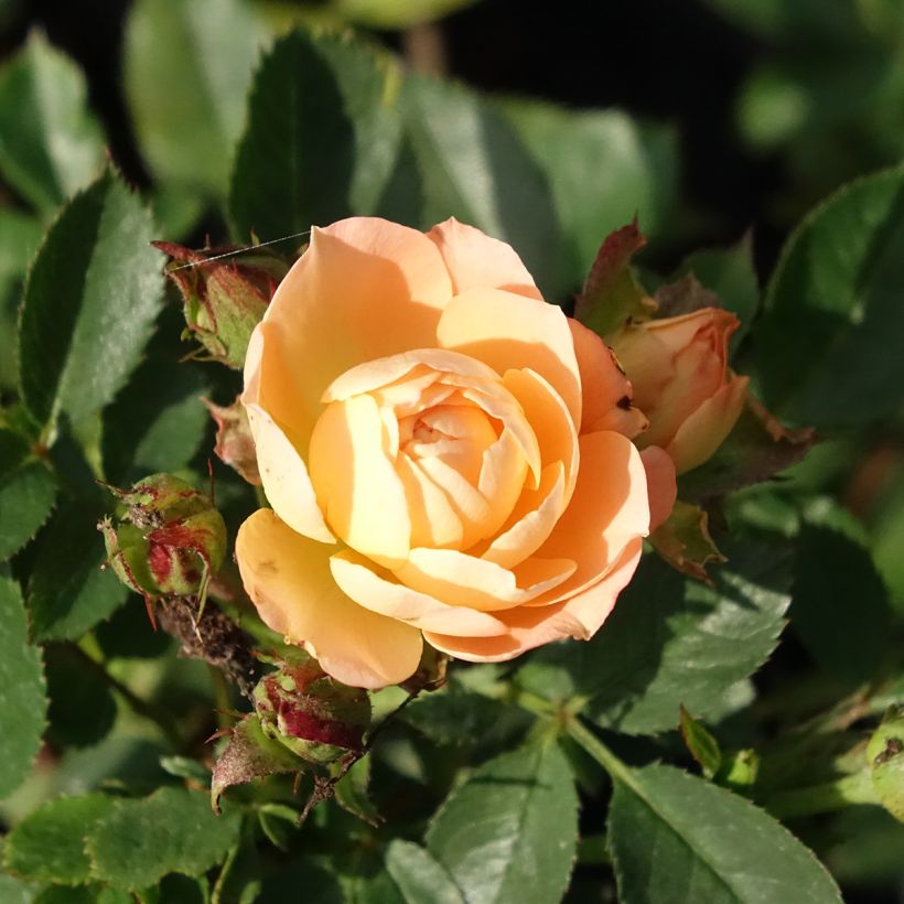 Rosier Sweet Dream - Zwerg-Parkrose (Blüte)