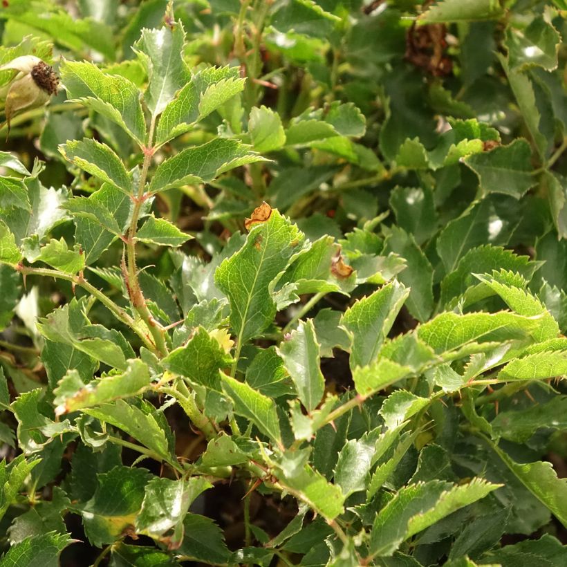 Rosa persica Trendy Babylon Eyes - Zwerg-Parkrose (Laub)