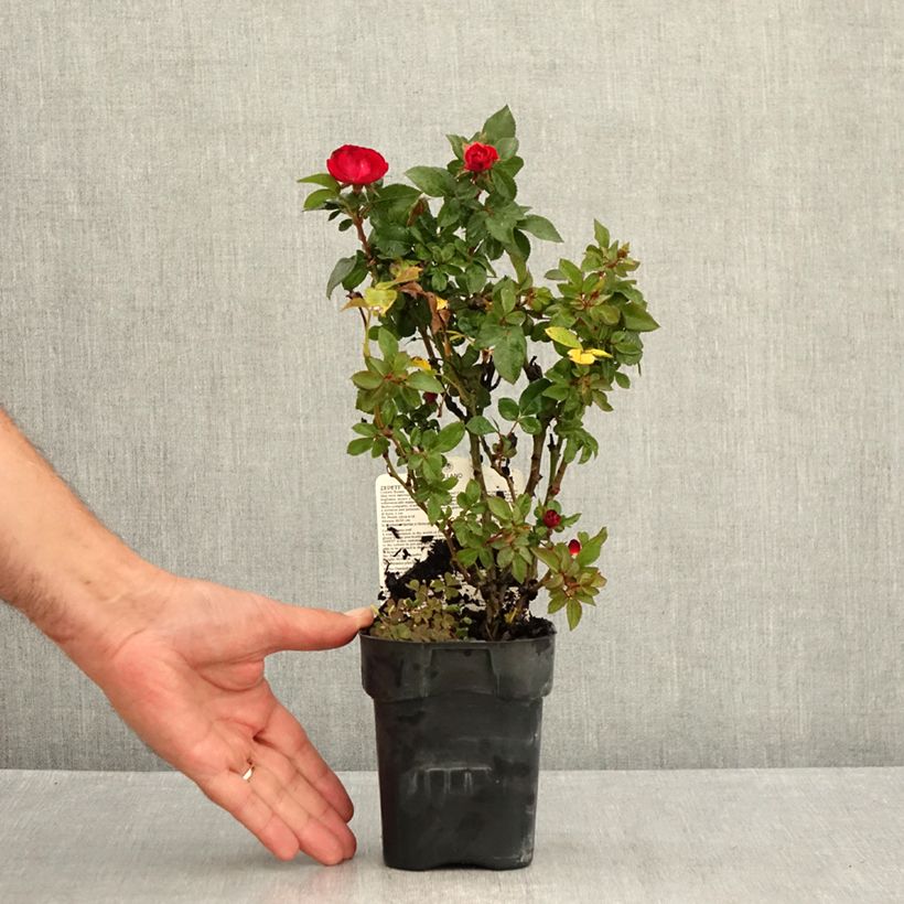 Exemplar von Rosa polyantha Zepeti Meibenbino - Zwerg-Parkrose Topf 10 cm/11cm wie im Sommer geliefert