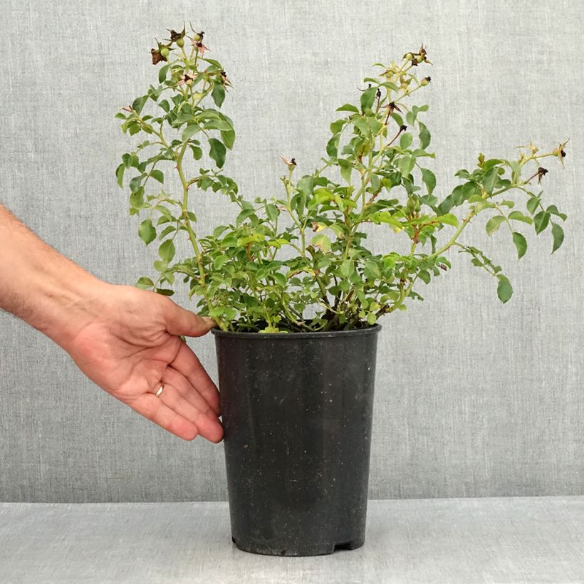 Exemplar von Rosa Nectar Garden Lilliput Lupo - Polyantha-Rose Topf mit 1,5L/2L wie im Sommer geliefert