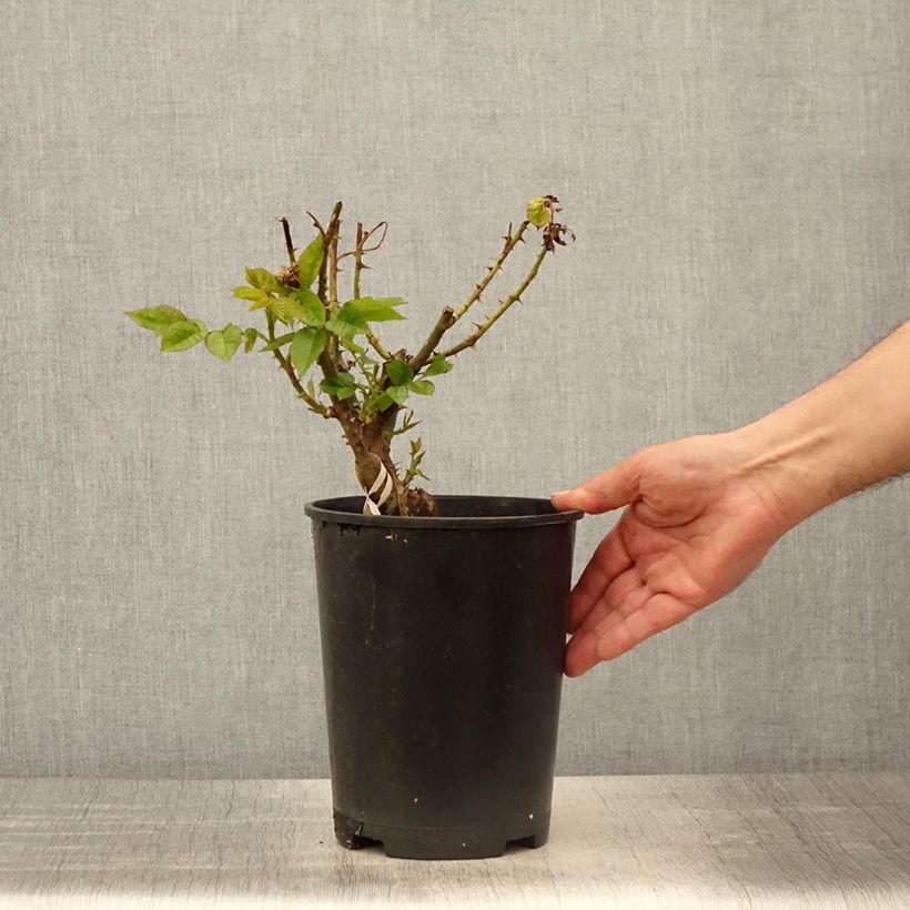 Exemplar von Rosa PARFUMA Madame Anisette - Edelrose Topf mit 4L/5L wie im Frühjahr geliefert