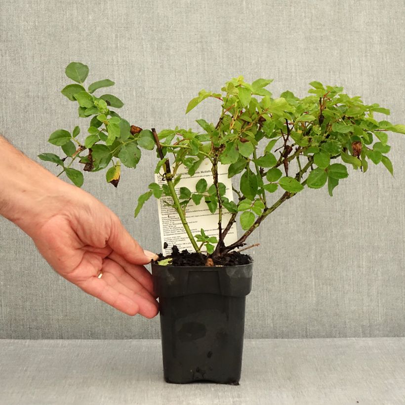 Exemplar von Rosa Les Quatre Saisons - Parkrose Topf 10 cm/11cm wie im Sommer geliefert