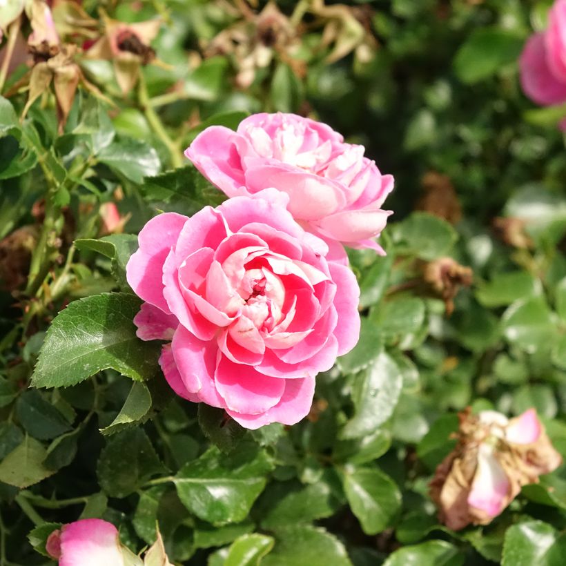 Rosa Les Quatre Saisons - Parkrose (Blüte)