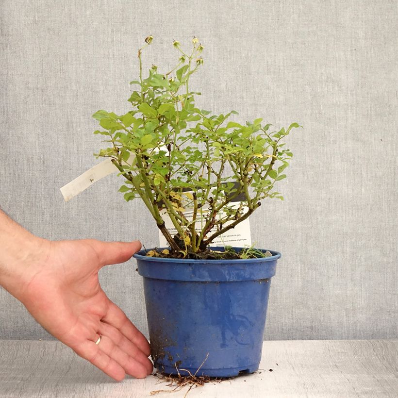 Exemplar von Rosa Rosanatura Alba - Parkrose Topf mit 2L/3L wie im Sommer geliefert