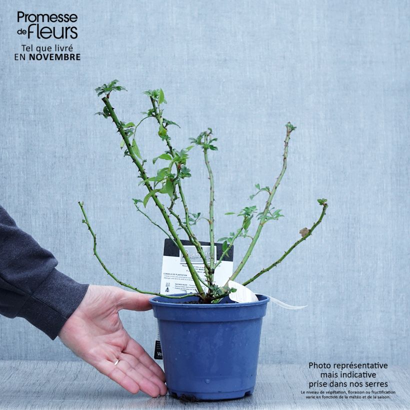 Exemplar von Rosa Rosanatura Rosea - Parkrose Topf mit 2L/3L wie im Herbst geliefert