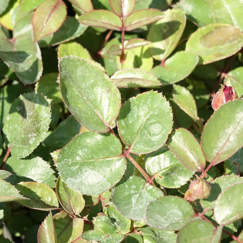 Rosa Street Colors Belle de Grasse 'Meibelitz' - Parkrose (Laub)