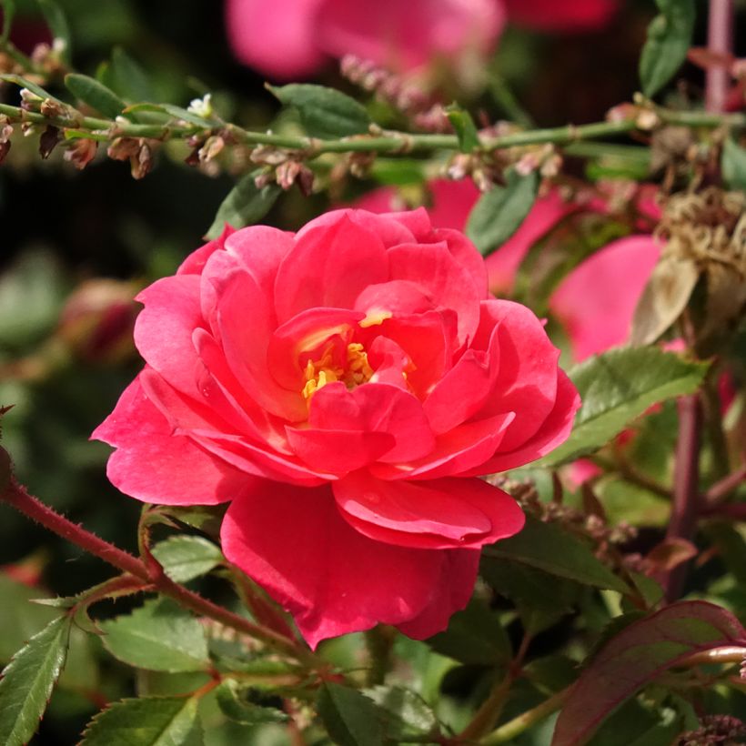 Rosa Street Colors Jolie Provence 'Meilegase' - Parkrose (Blüte)