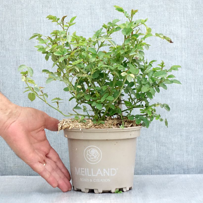Exemplar von Rosa Street Colors La Grande Motte Meimeigea - Parkrose Topf mit 2L/3L wie im Sommer geliefert