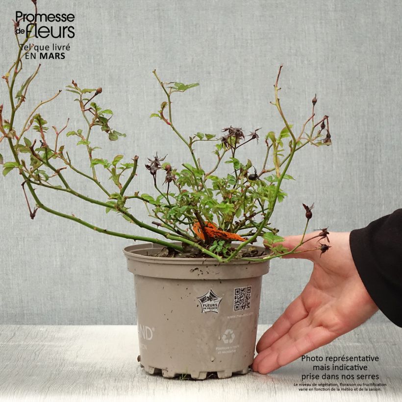 Exemplar von Rosa Street Colors La Grande Motte Meimeigea - Parkrose Topf mit 2L/3L wie im Frühjahr geliefert