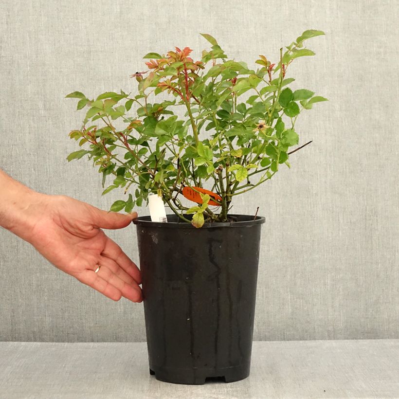 Exemplar von Rosa Street Colors Rêve de Paris - Parkrose Topf mit 4L/5L wie im Sommer geliefert