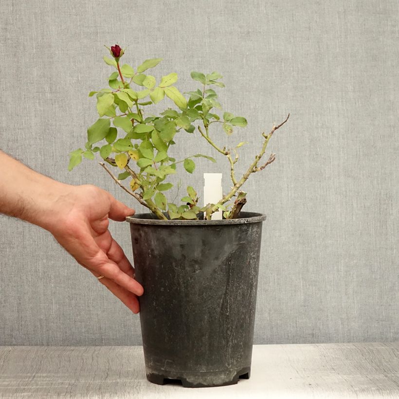 Exemplar von Rosa polyantha Mona Lisa - Parkrose Topf mit 4L/5L wie im Sommer geliefert