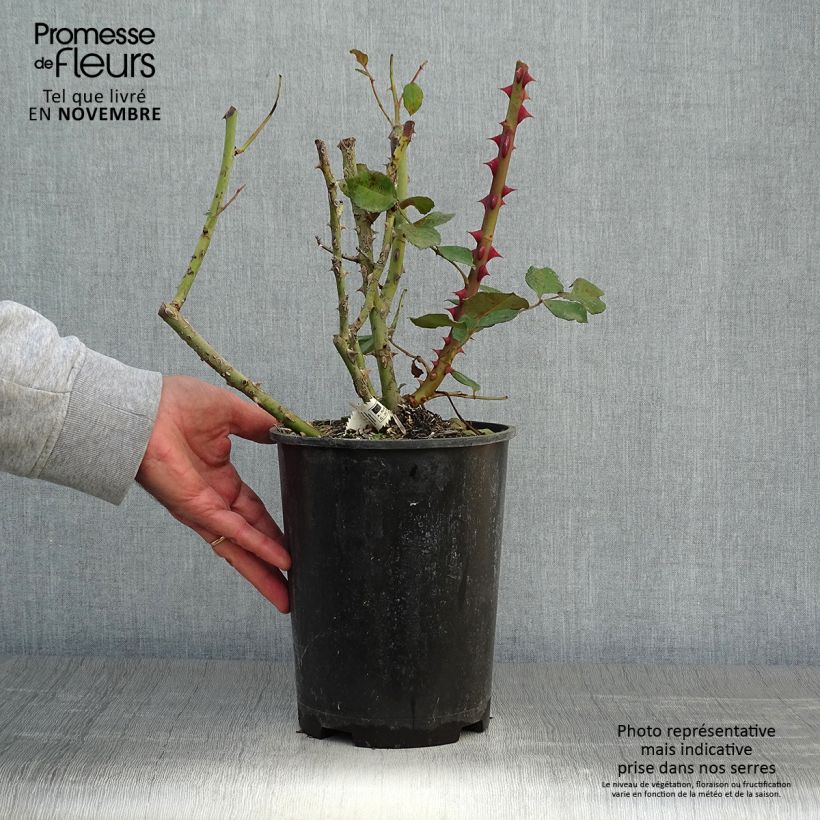 Exemplar von Rosa Princesse Astrid de Belgique - Edelrose Topf mit 4L/5L wie im Herbst geliefert
