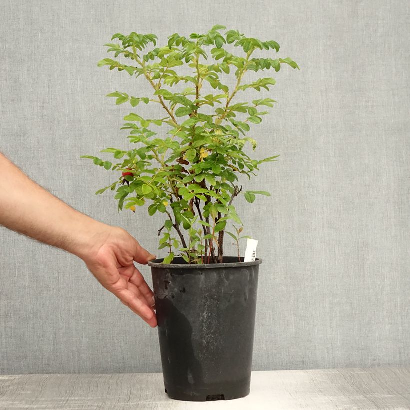 Exemplar von Rosa rugosa Alba - Apfelrose Topf mit 3L/4L wie im Sommer geliefert