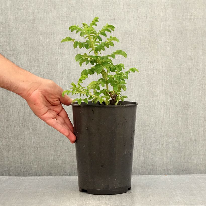 Exemplar von Rosa rugosa Blanc Double de Coubert - Apfelrose Topf mit 4L/5L wie im Sommer geliefert
