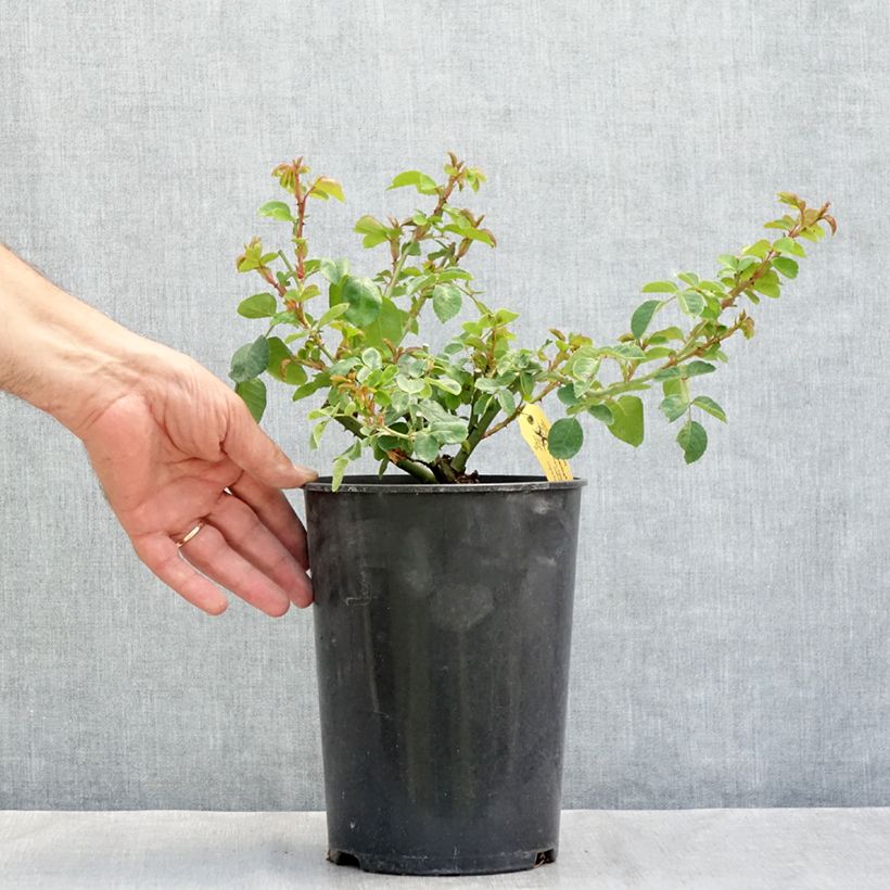 Exemplar von Rosa rugosa Hansa - Apfelrose Topf mit 4L/5L wie im Sommer geliefert