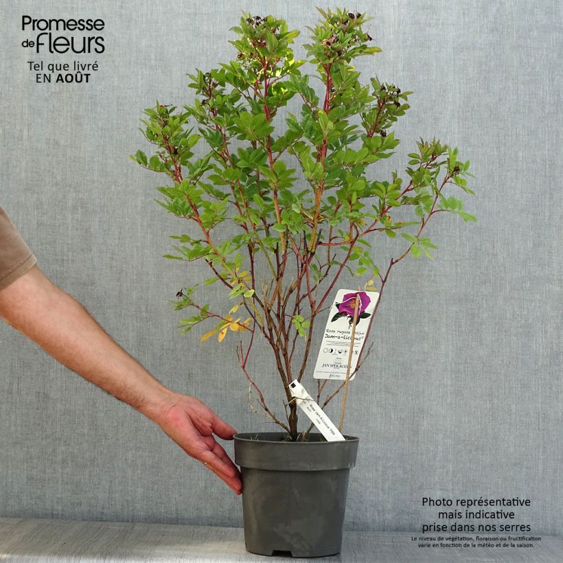 Exemplar von Rosa Jam-a-licious - Apfelrose Topf mit 4L/5L wie im Sommer geliefert