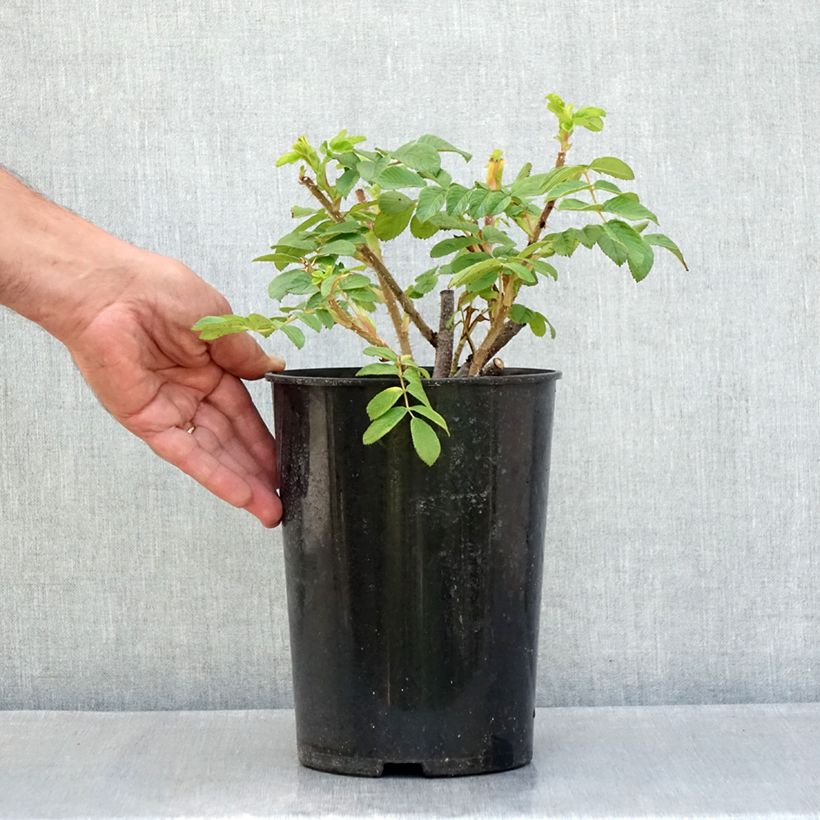Exemplar von Rosa rugosa Roseraie de l'Haÿ - Apfelrose Topf mit 3L/4L wie im Sommer geliefert